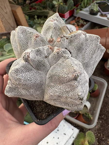 Astrophytum myriostigma 'Onzuko Kikko'