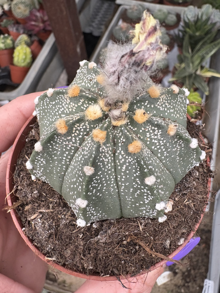 Astrophytum asterias hybr. kaktus piaskowy - kaktus jeżowca - kaktus gwiaździsty - pejotl gwiaździsty
