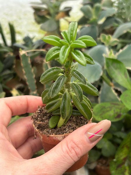 Peperomia asperula