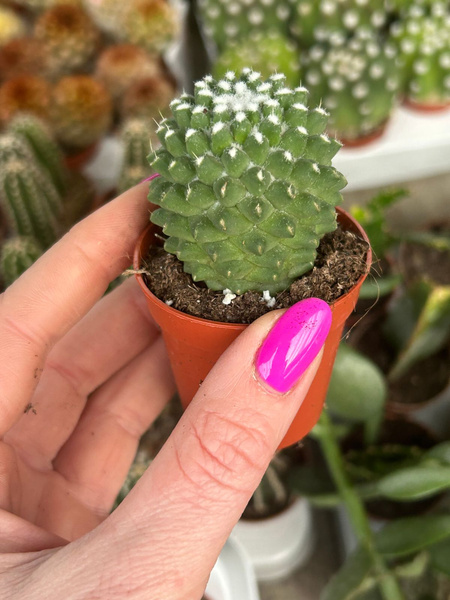 Mammillaria polythele 'Toluca'