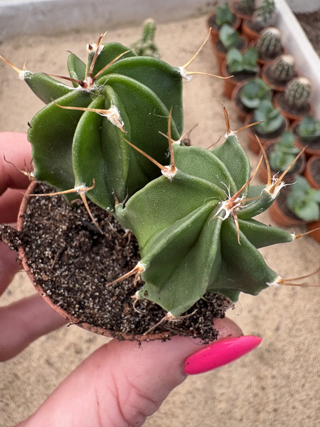 Astrophytum ornatum 'Nuda'