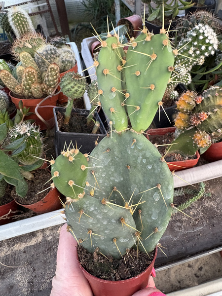 OPUNTIA DILLENII