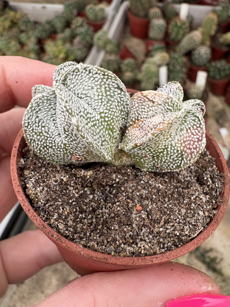 Astrophytum coahuilense