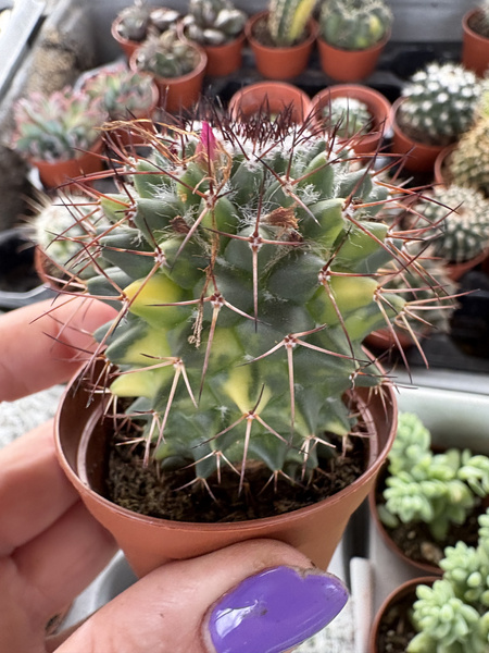 Mammillaria rhodantha 'Variegata'