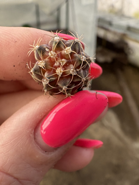 Gymnocalycium mihanovichii SPECJALNY KOLOR