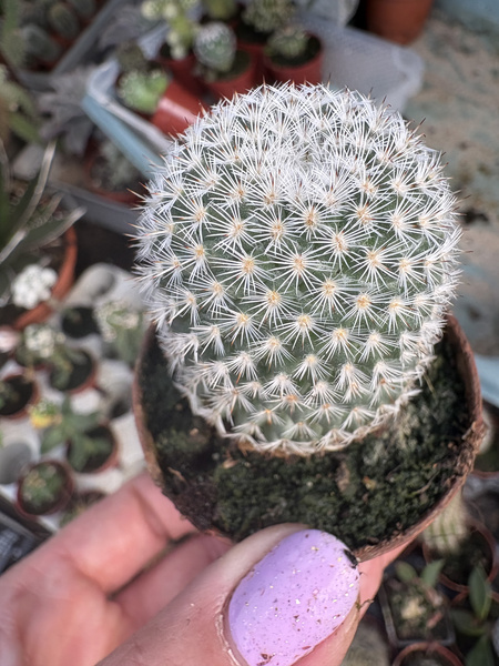 Mammillaria perbella