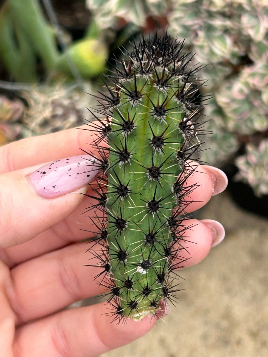 Cereus Aethiops Kaktus Samen - 30 Seltene Essbare Kaktus-Samen