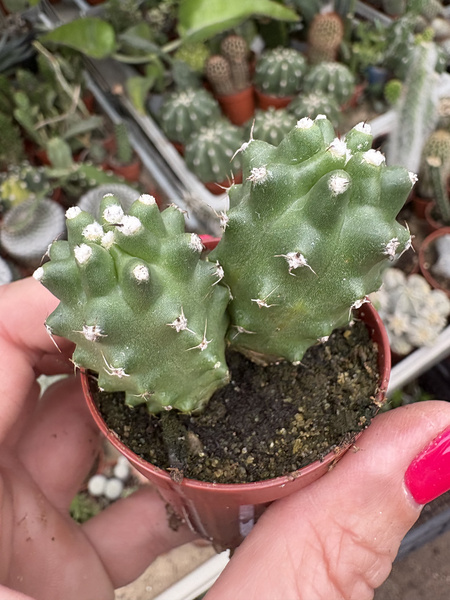 Echinocereus triglochidiatus v.mojavensis 'Inermis'