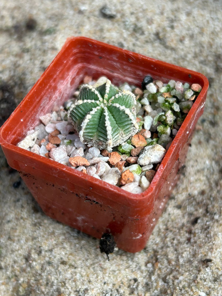 Aztekium hintonii