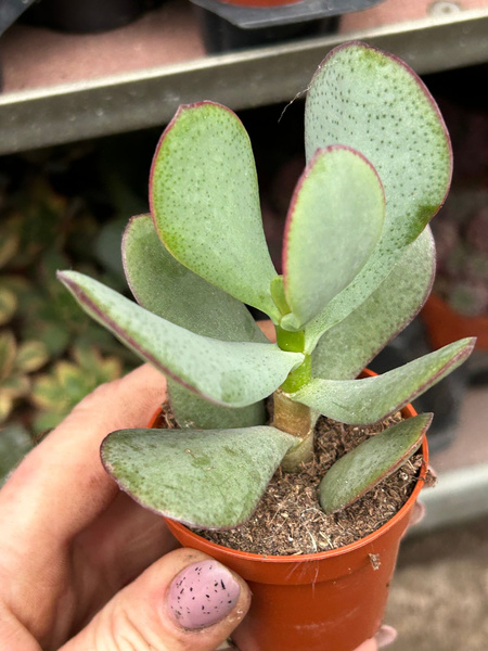 Crassula arborescens 'Silver Dollar'