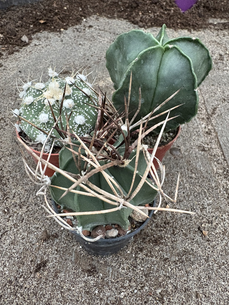 Astrophytum MIX x 3 różne