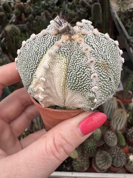 Astrophytum asterias x A.coahuilense 'Variegata'