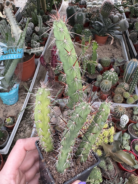 Eriocereus bonplandii GROUP