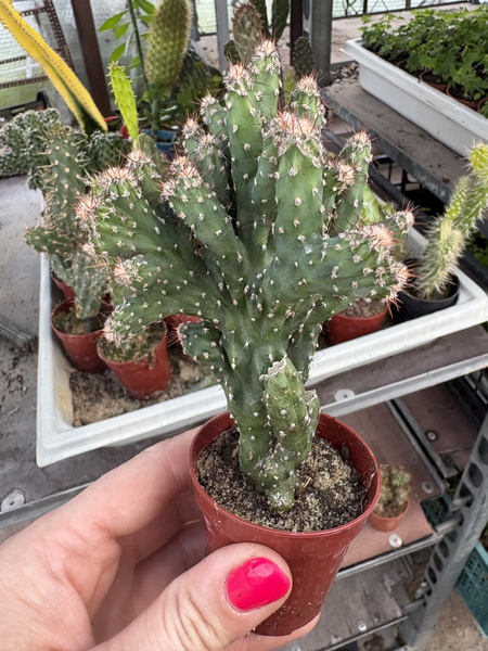 Cereus peruvianus 'Monstruosus'