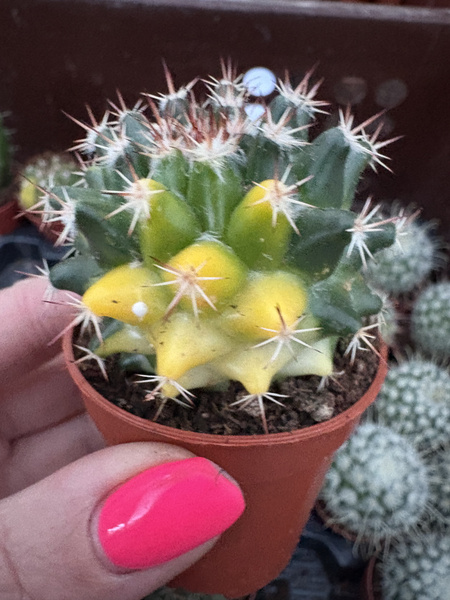Mammillaria magnimamma 'Variegata'
