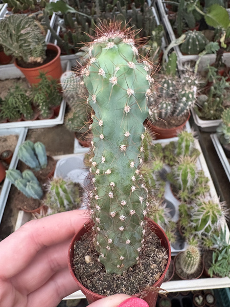 Cereus peruvianus 'Monstruosus' RED SPINES