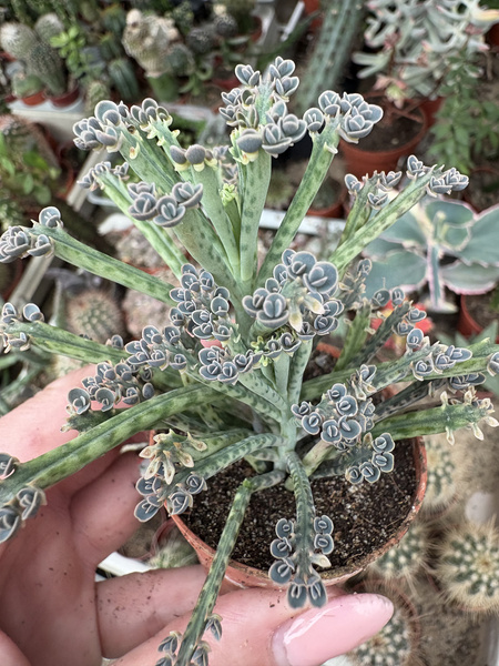 Kalanchoe tubiflora