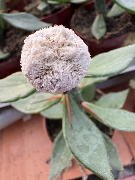 Astrophytum myriostigma 'Onzuko White Ball'