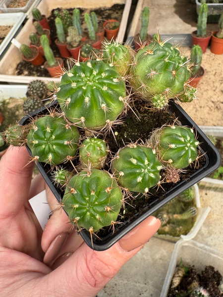 Lobivia hertrichiana x1