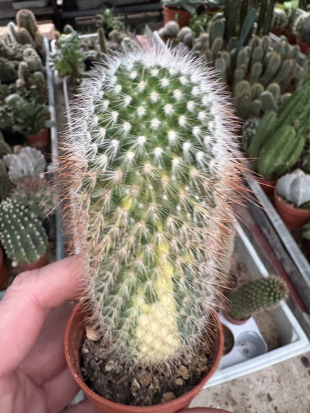 Mammillaria spinosissima 'Variegata'