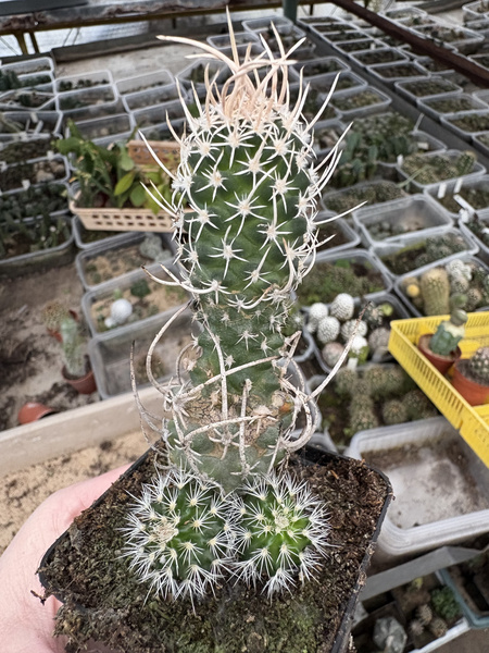 Navajoa peeblesiana var. fickeisenii SB903 Houserock Valley, AZ