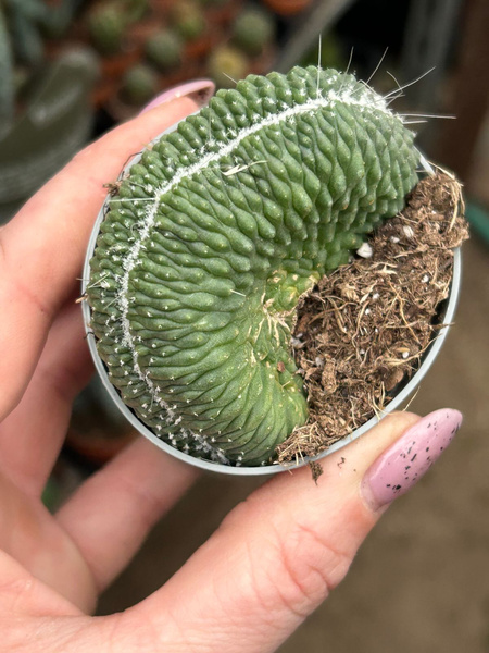 Mammillaria spinosissima 'Un Pico Cristata'