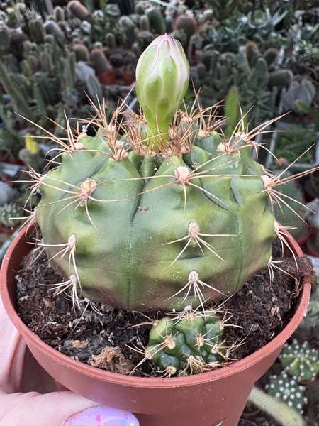 Gymnocalycium damsii var. tucavocense