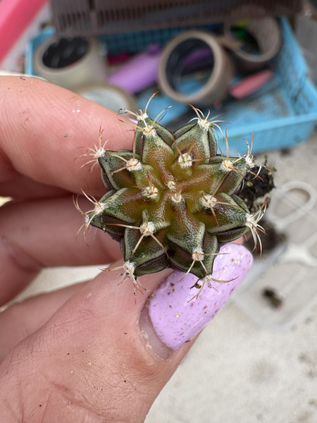 Gymnocalycium mihanovichii 'Variegata'