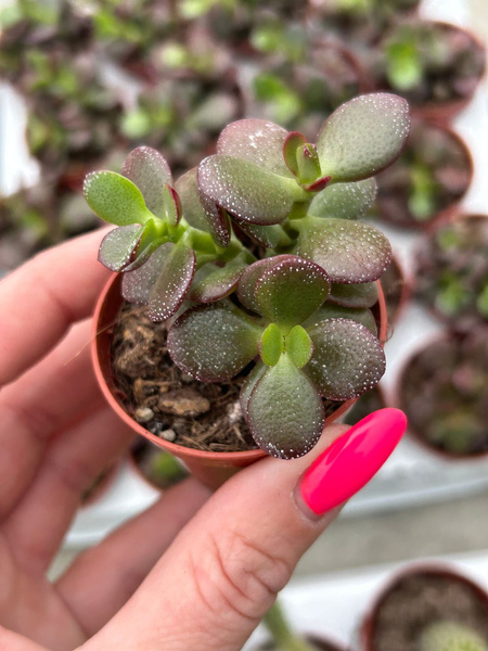 Crassula ovata 'Minima'