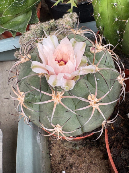 Gymnocalycium saglionis