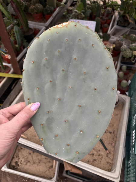 Opuntia robusta v.gigantea