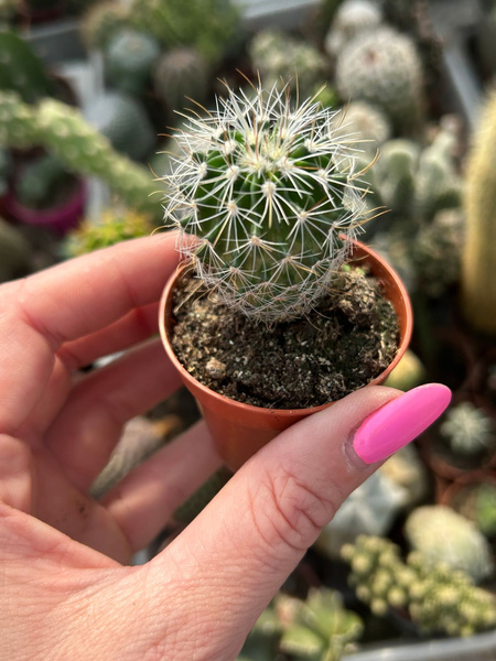 Stenocactus albatus