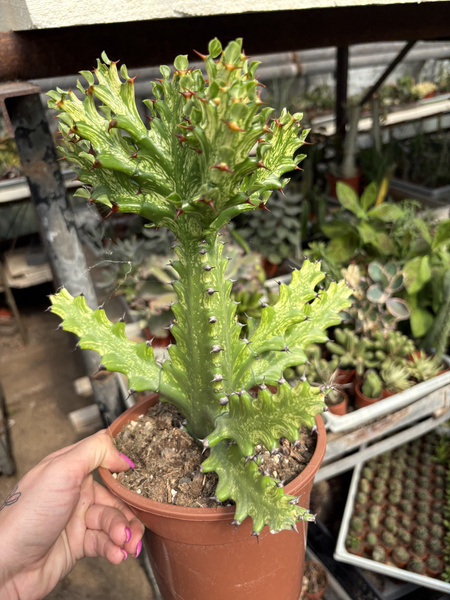 Euphorbia mayurnathanii 'Variegata'