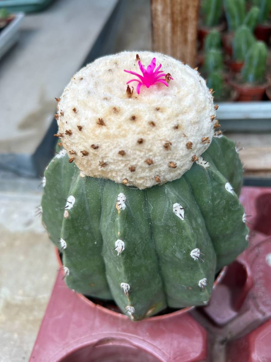 1 珍種 Melocactus maxonii 刺無 叢雲 メロカクタス マキソニー