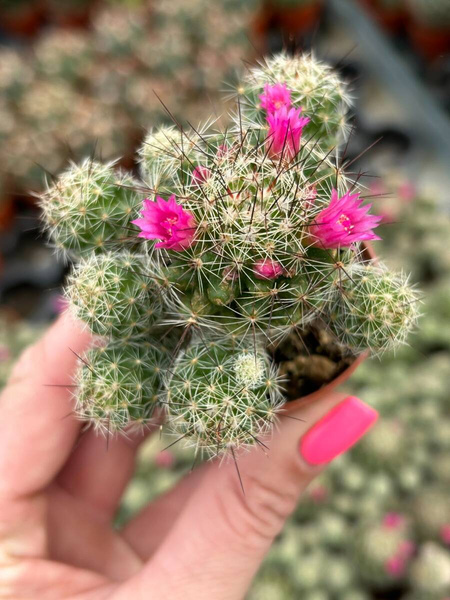 Mammillaria vetula