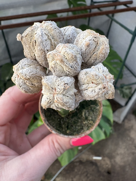 Astrophytum myriostigma 'Mega Snow'