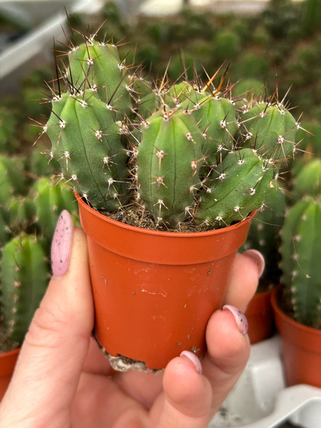 Trichocereus pachanoii GRUPA SIEWEK SAN PEDRO