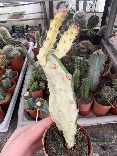 Opuntia monacantha 'Variegated Monstruosa' ALBA