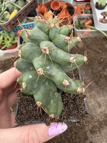 Cereus peruvianus 'Spiralis'