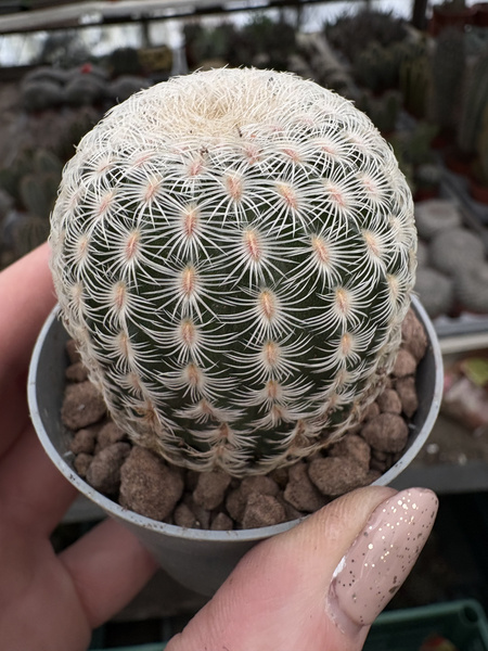 Echinocereus reichenbachii var. albispinus