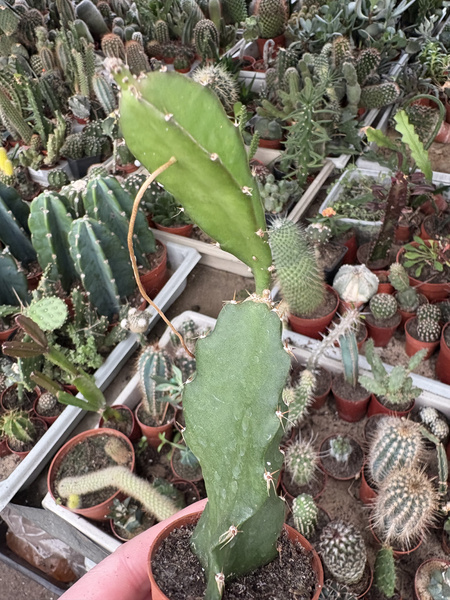 Hylocereus undatus smoczy owoc