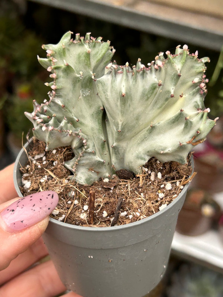 Euphorbia lactea 'White Ghost' Cristata