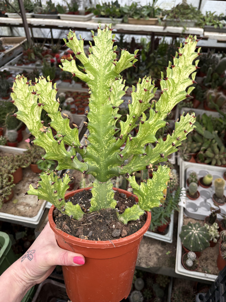 Euphorbia mayurnathanii 'Variegata'