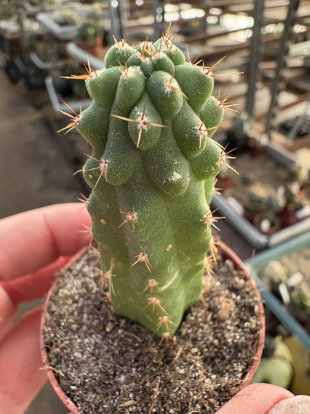 Trichocereus pachanoi 'Monstruosa'