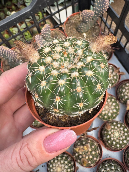 Notocactus uebelmannianus