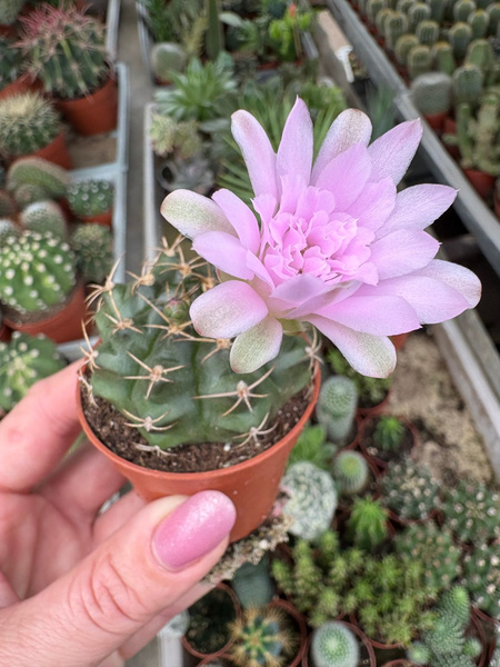 Gymnocalycium damsii