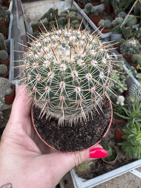 Notocactus mammulosus var. orthacanthus