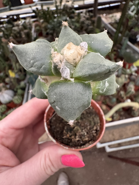 Ariocarpus furfuraceus