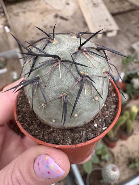 Tephrocactus geometricus