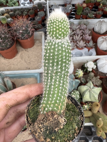 Cleistocactus strausii 'Inermis'